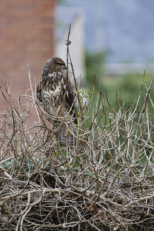 常见的秃鹰(Buteo Buteo)